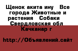 Щенок акита ину - Все города Животные и растения » Собаки   . Свердловская обл.,Качканар г.